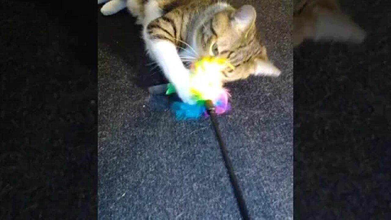 Cat Plays with Feather Wand #shorts