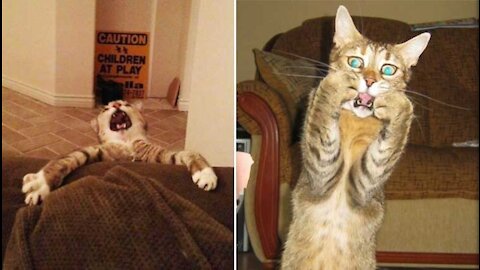 Gatos Engraçados I Cat Funny - Melhores memes, Animais, Tente não Rir!!!