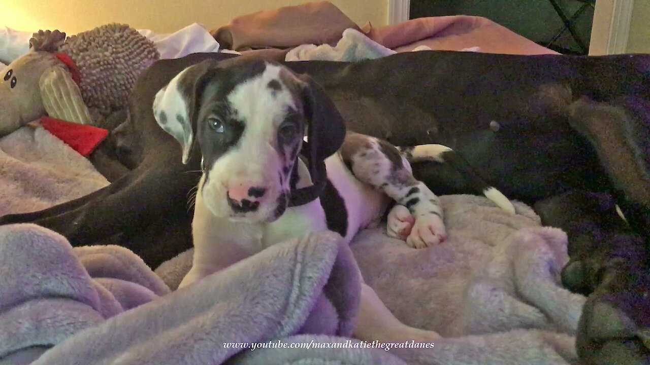 6 Week Old Great Dane Puppy's First Night With His New Family