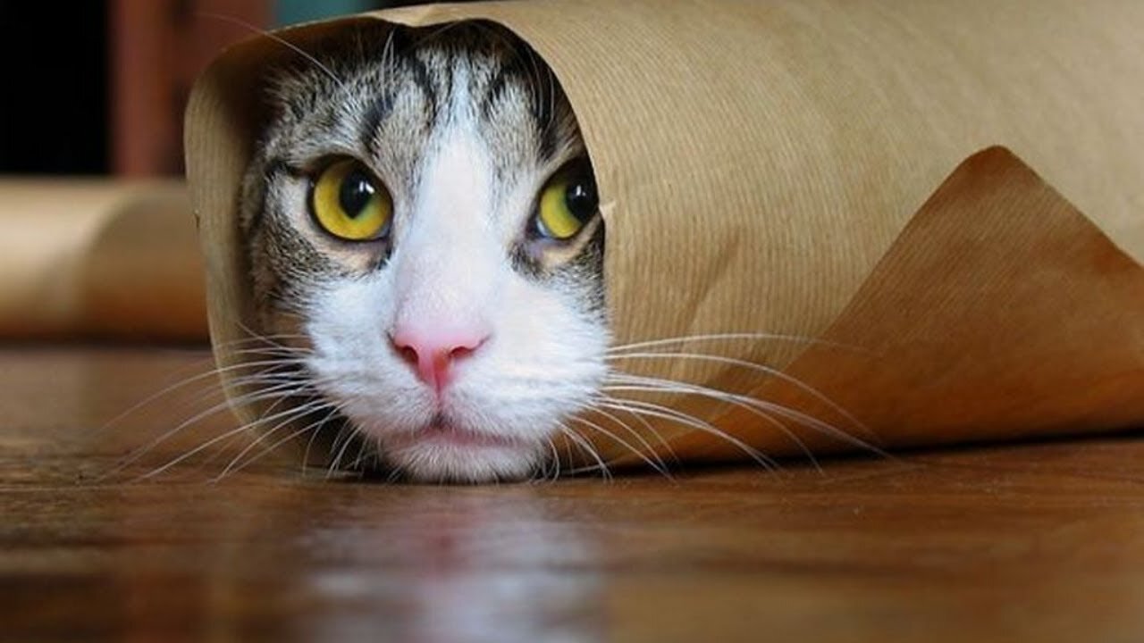 funniest cats, impossible not to laugh