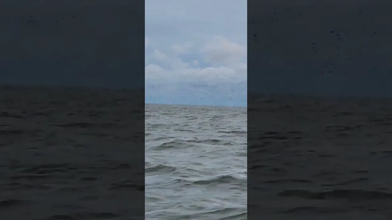 A clip from yesterday thousands of diver ducks flying over Lake Erie! was an epic hunt.