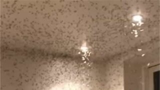 Des milliers d'insectes ont envahi une salle de bain