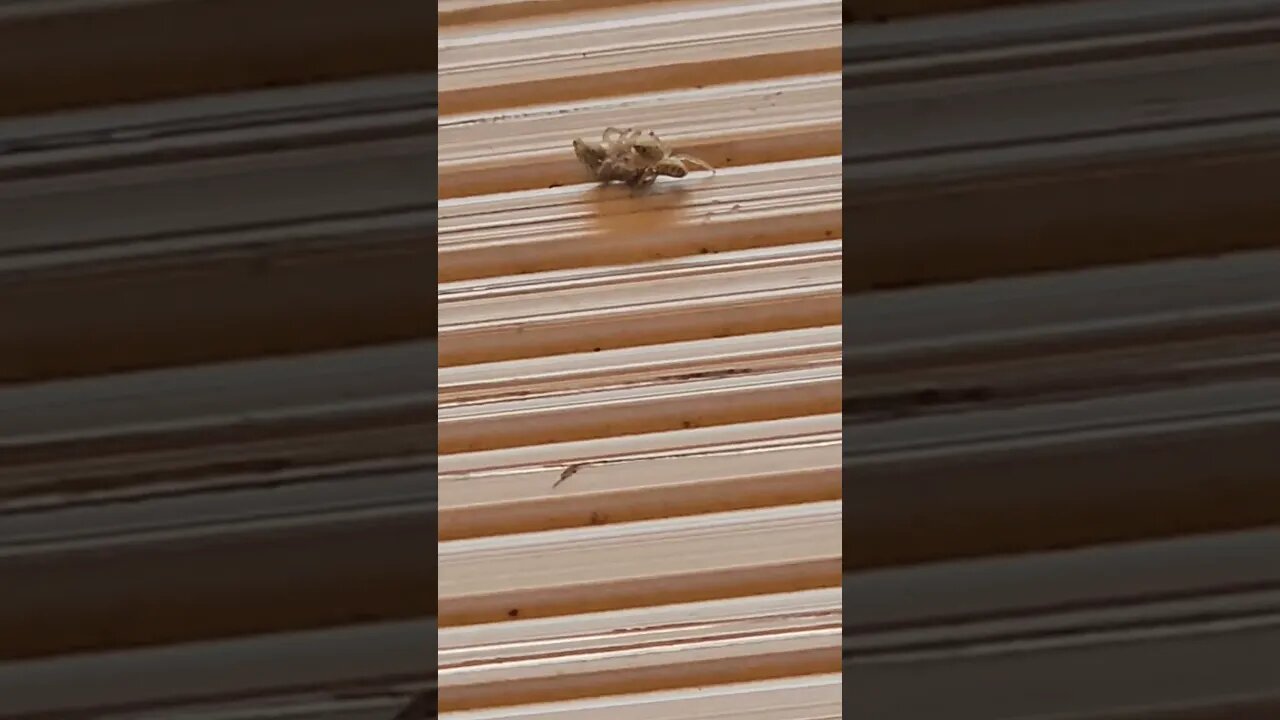 jumping spider cannibalism