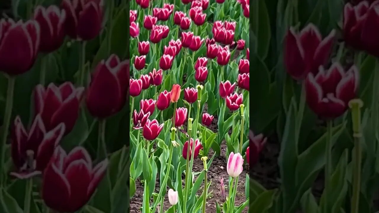 Video work at Ottawa’s Tulip Festival.