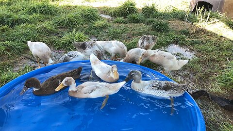 Ducklings swimming in a pool in slow motion