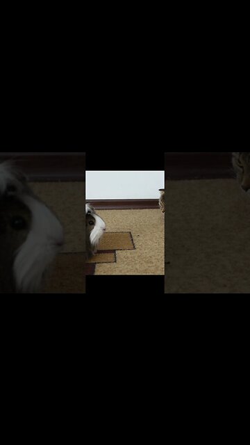 Кошка в шоке. Когда увидел морскую свинку.