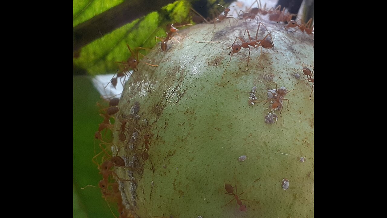 ANTS eating Guava