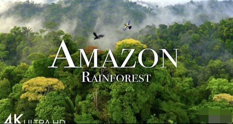 Amazon rainforest| Ecosystems Incredible Earth