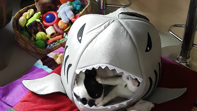 French bulldog and cat play inside shark tent