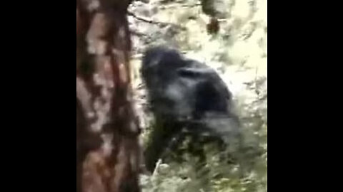 Sasquatch Calls near Appalachian Trail Video