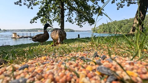 Lake Life Encounters: Ducks, Squirrels, and Kayaking