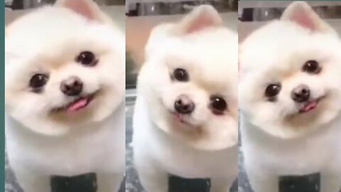 Cute and funny dog puppy video