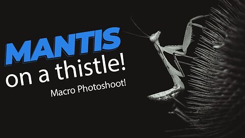 Mantis on a Thistle - Macro Photoshoot