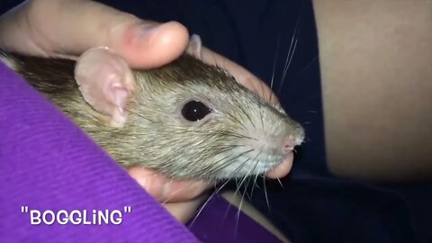 Pros and Cons of Fancy Rats as Pets - Audio version