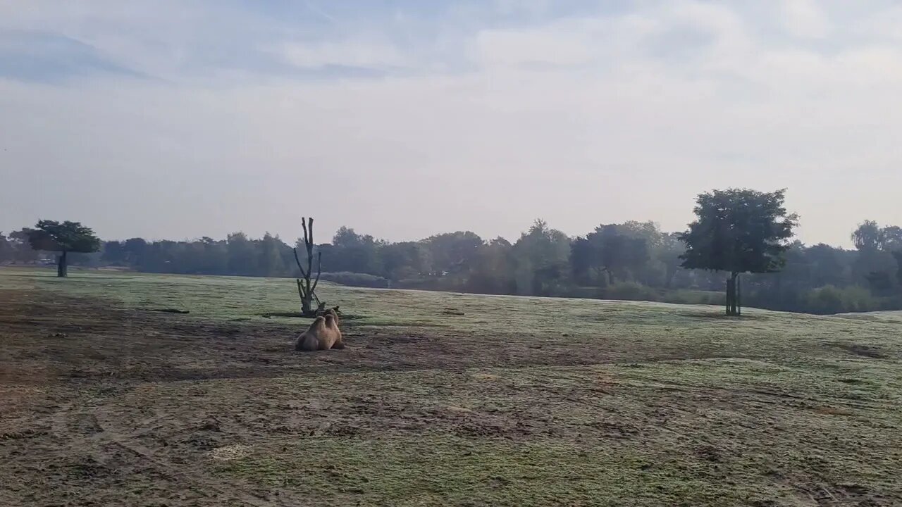 BEEKSE BERGEN CAMELS. KAMELEN SAFARI.
