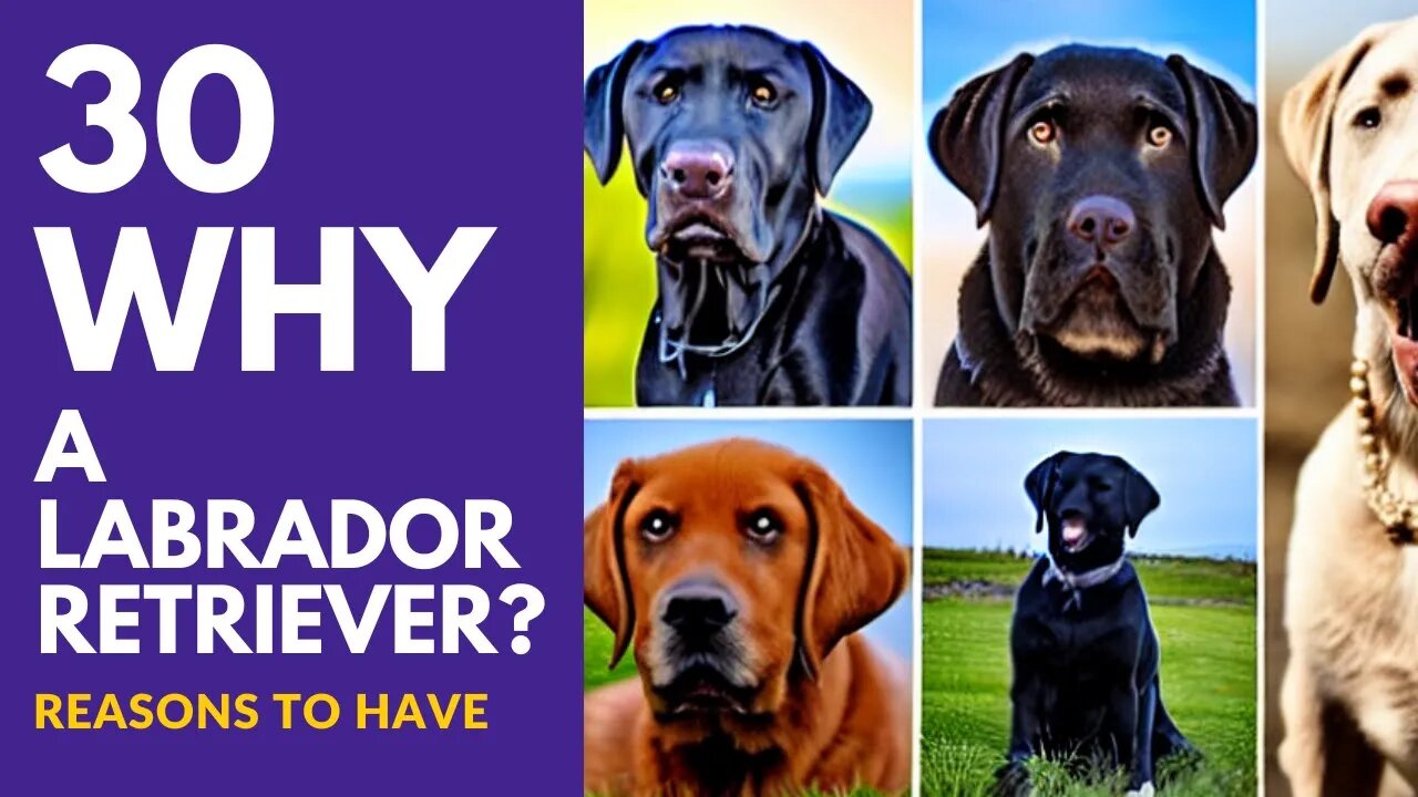 2023 Top 30 WHY Reasons to get a LABRADOR