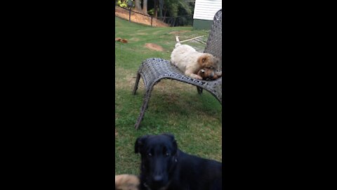 German Shepherd puppy harassing older dog