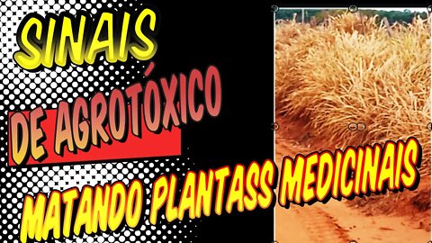 SINAIS DE AGROTÓXICO NAS ESTRADAS DE JOSÉ BONIFÁCIO ,SP MATANDO PLANTAS MEDICINAIS