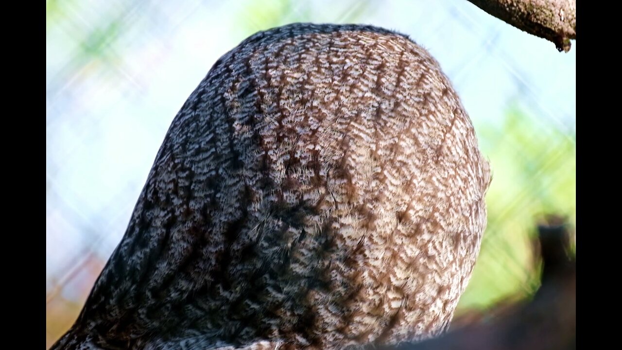 Let's guess without making a sound who this is? he is hyper-alert and focused on You.