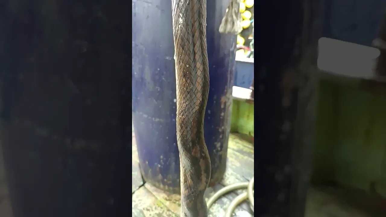 Big snake found in ship on board|scary #trending #videos #shortsvideo #reels #youtubeshorts