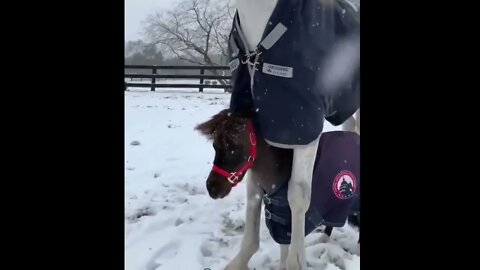 Funny and Cute Horse Videos Compilation cute moment of the horses- Cutest Horse #578 10