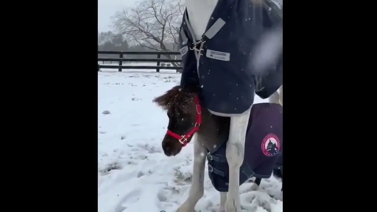 Funny and Cute Horse Videos Compilation cute moment of the horses- Cutest Horse #578 10