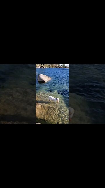 water polo skill demo