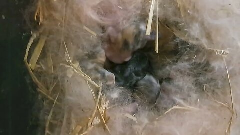 New Zealand Red litter peak a boo baby rabbits bunnies supercute bunny awwww