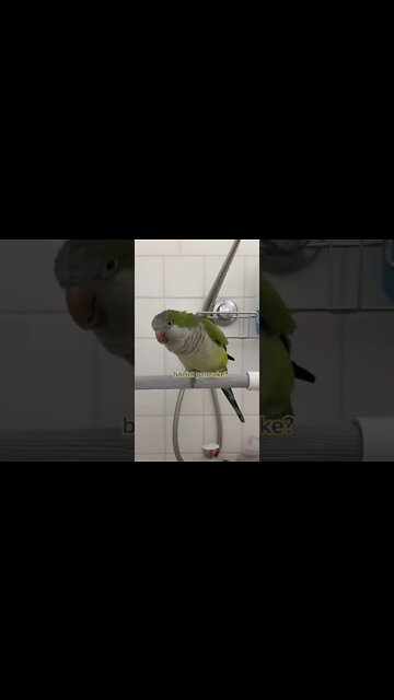 1Min Animal World #dogs #cats #pet