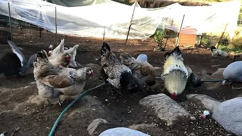 Free range guinea fowl and chickens enjoy dinner