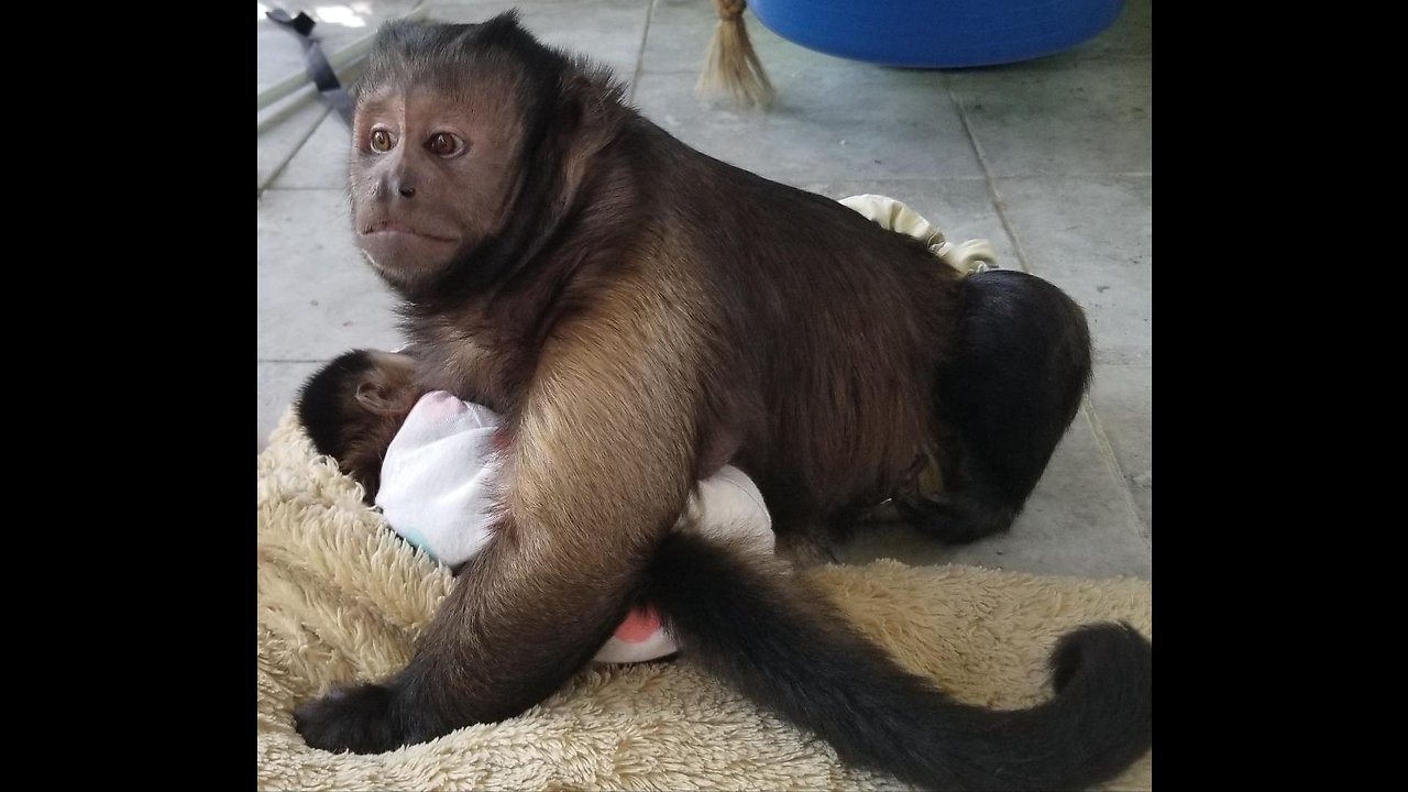 Cute Monkey Holds His Sister and Soothes Her