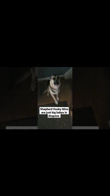 Maple Is Happy I'm Home #shorts