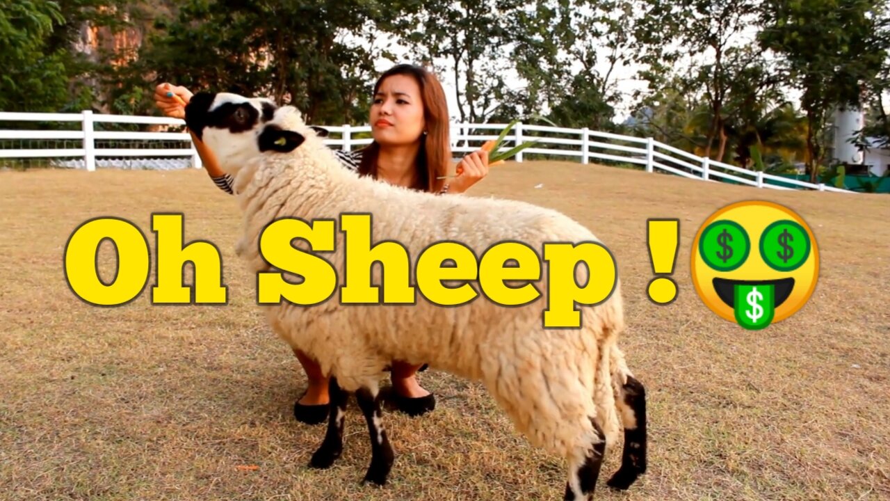 Oh sheep 😊 !