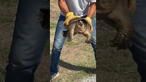 #turtleman