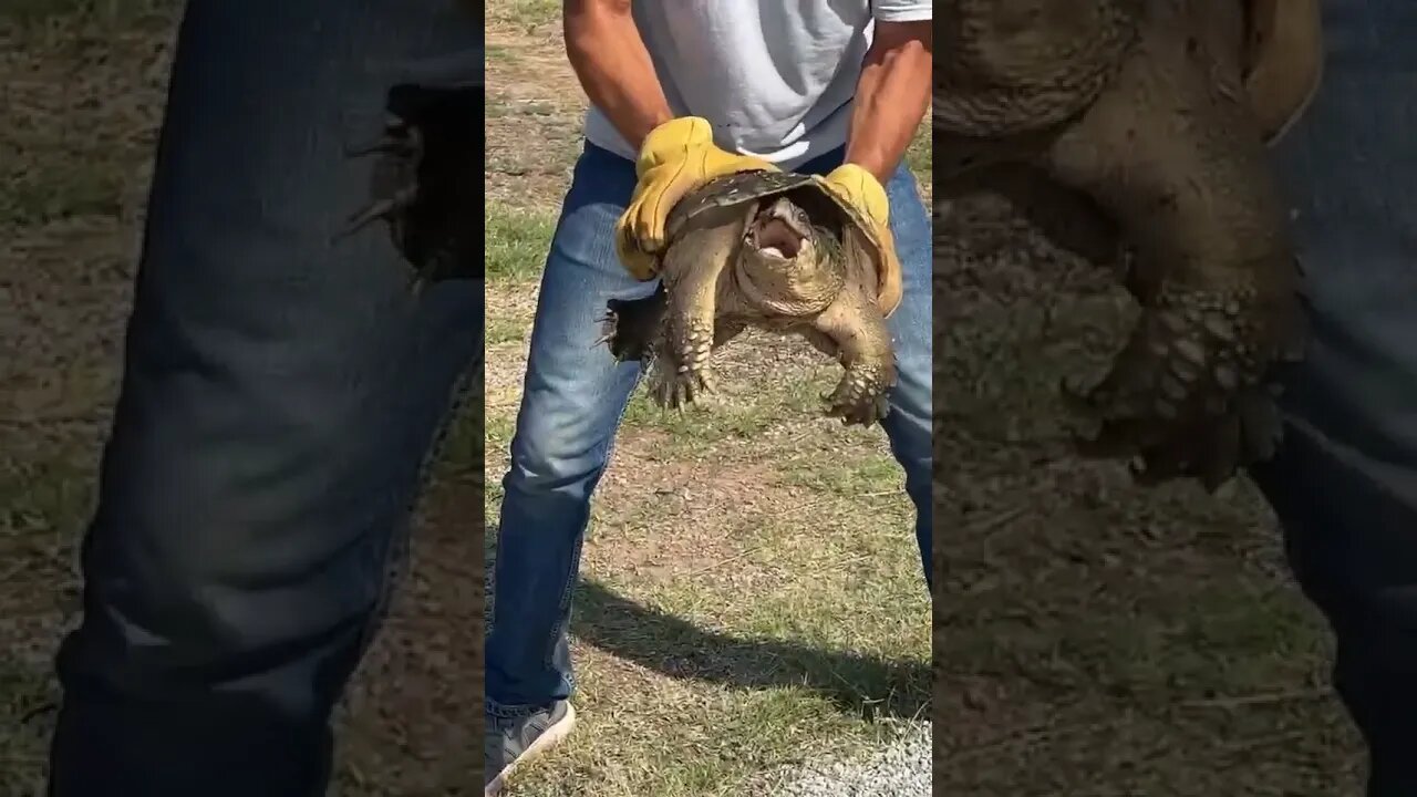 #turtleman