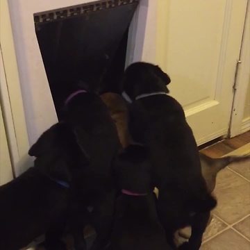 Puppies Try To Get Through Doggy Door