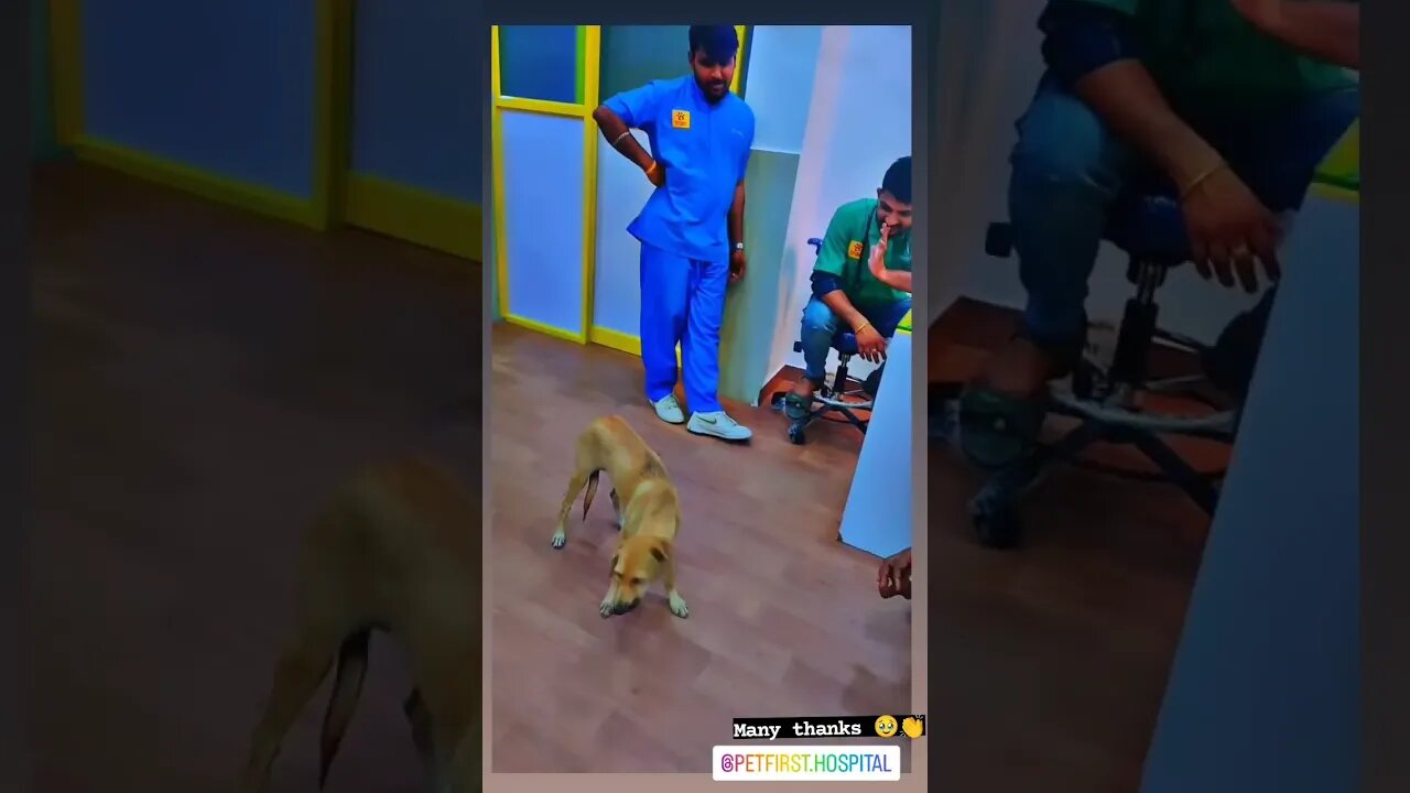 #dogs #dog #viral #fyp #shorts #short #reels #reel #funny #nature #funnymoments #funnydogs #puppy 13