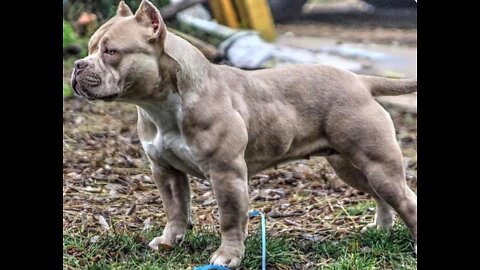 American Bully MUSCLE Training Exercises That Will Get Your Dog MUSCULAR!!