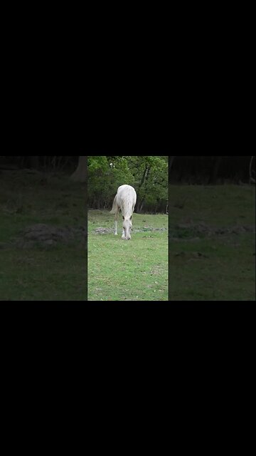 Жеребёнок, жеребёнок - Белой лошади ребёнок
