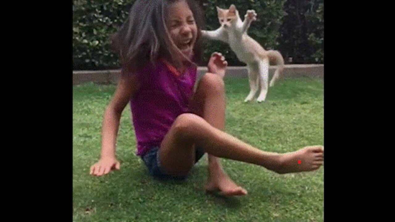 video cats, cat, funny funny