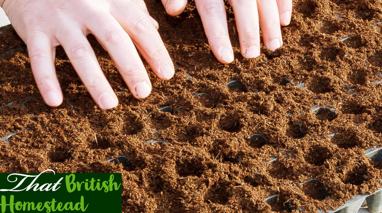 Sowing seeds in February, 2022: Allotment Gardening