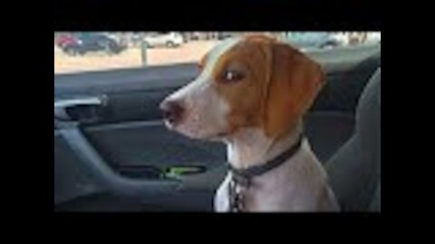 Why Dogs Hate Going To The Vet😂 LAUGH 😭#shorts