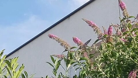 Highlight 6:27:17 – 6:32:17 von Silent Long LIVE for wh update IN THE GARDEN IN VERY BEAUTIFUL WEATH