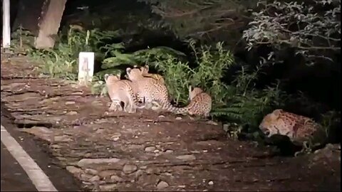 wildlife view 🐅 crosing road real video...