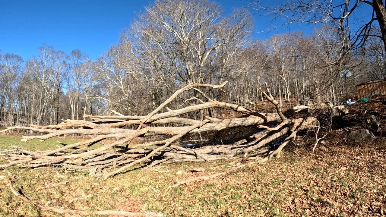 Cutting Up a MASSIVE Tree in a Hay Field