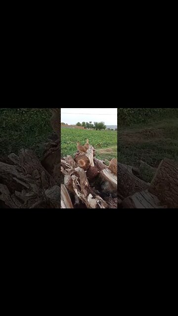 CUTE BIRDS #Shorts #ytshorts #UbertainmentFun #Birds