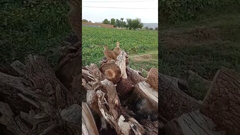 CUTE BIRDS #Shorts #ytshorts #UbertainmentFun #Birds