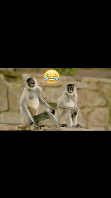 Funny and Cute Monkey Videos Compilation - Monkey Videos