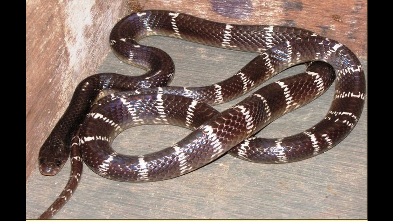 I found common krait 😱 at night