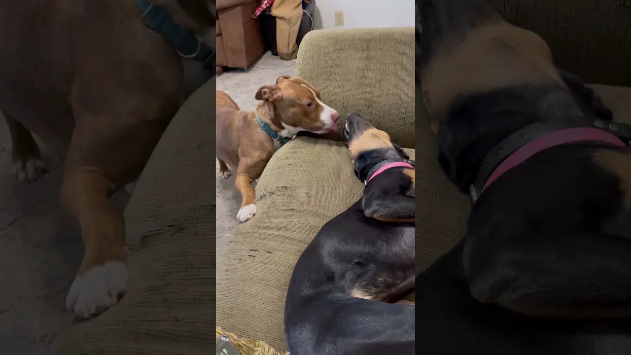 Daisy and Nala Playtime.